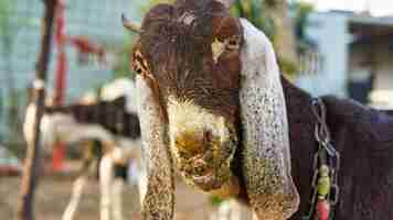 Photo contagious ecthyma infection in the mouth of a brown goat mouth and foot common diseases of dairy g