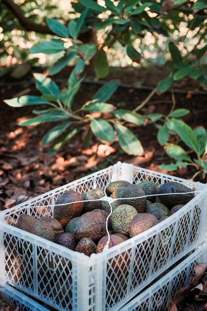 Container box with hass avocado in the plantation with ojas and\
avocado trees in the background