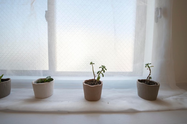 Container and plants