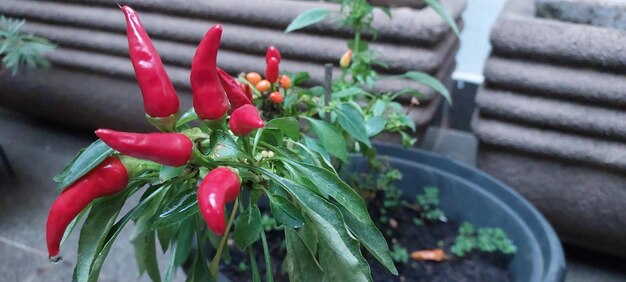 A container with a plant with red peppers on it