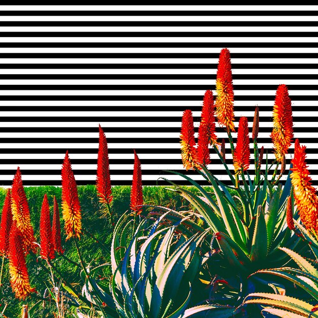 Contemporary art collage. tropical flowers and geometry\
design