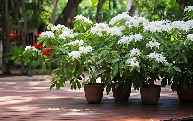 現代の中国の庭園の自然芸術