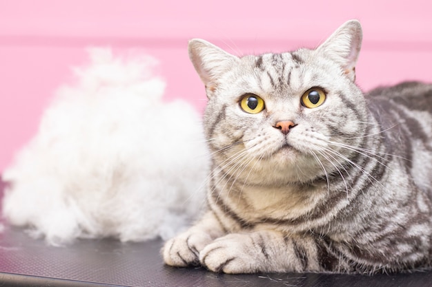 Contented cat in a beauty salon.