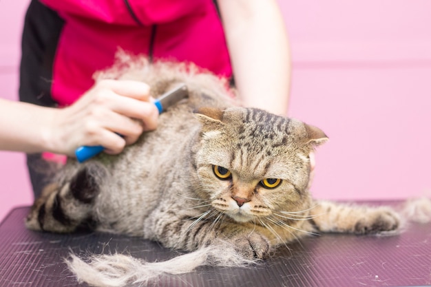 ペットサロンで満足している猫。ペットビューティーサロンで猫をグルーミングします。マスターは余分な髪をとかす。エクスプレスモルト