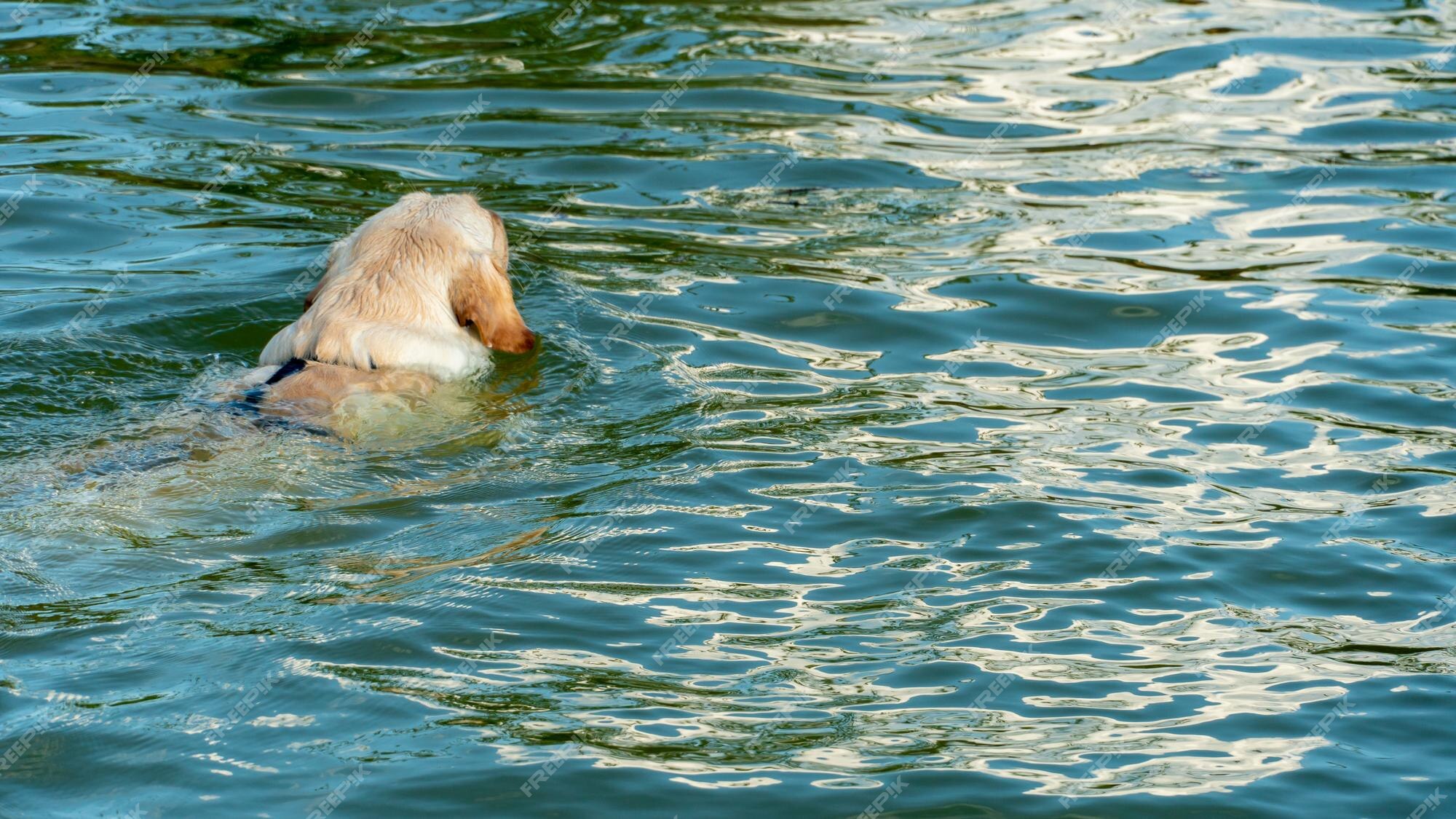 Premium Photo | A contented happy dog swims in the water in the summer during the intense heat relaxing on the beach with your favorite pet a dog with a smile on Premium Photo | A contented happy dog swims in the water in the summer during the intense heat relaxing on the beach with your favorite pet a dog with a smile on