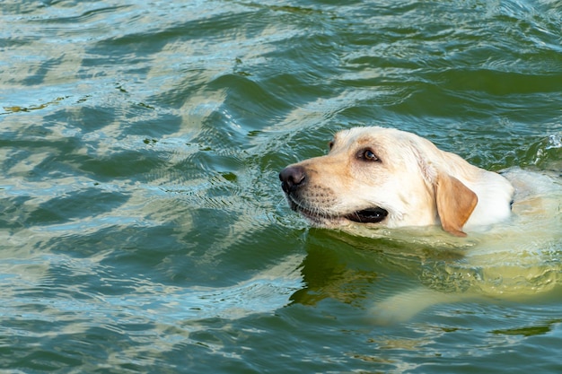 A contented happy dog swims in the water in the summer during the intense heat Relaxing on the beach with your favorite pet A dog with a smile on its face in the sea Drowning dog danger