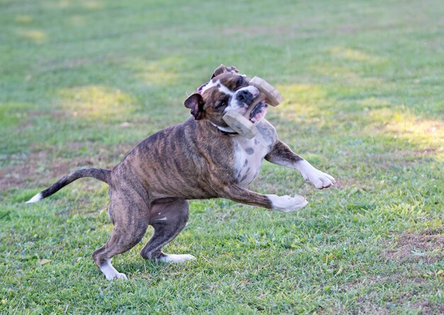 continental bulldog in nature