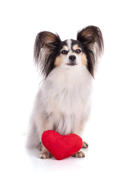 Continental toy spaniel, papillon Dog Isolated on White Background in studio