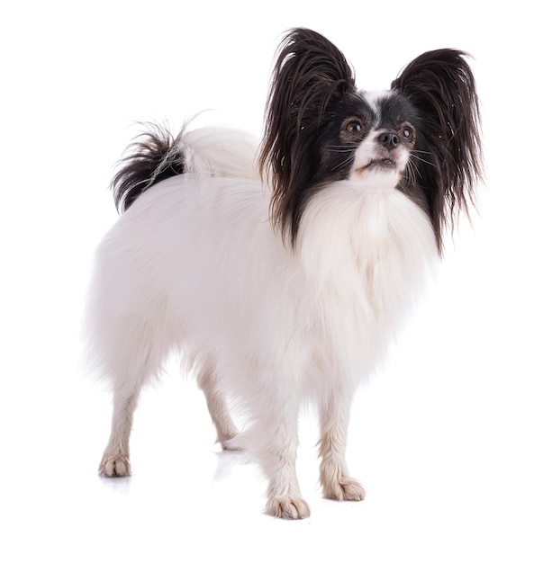 Continental toy spaniel, papillon Dog Isolated on White Background in studio