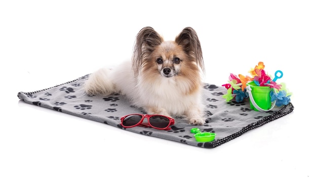 Continental toy spaniel papillon Dog on a towel with summer games on White Background in studio