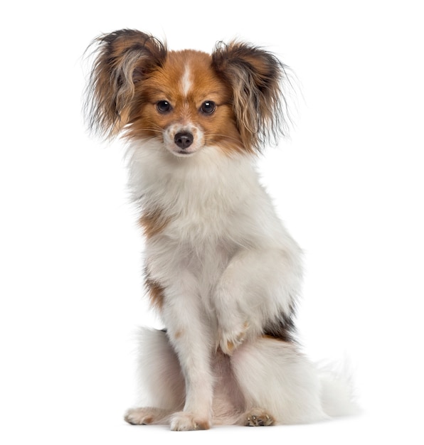 Continental Toy Spaniel zittend