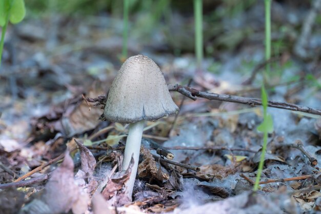 Photo contingently edible ink cap young mushroom in deciduous forest common coprinopsis atramentaria grow