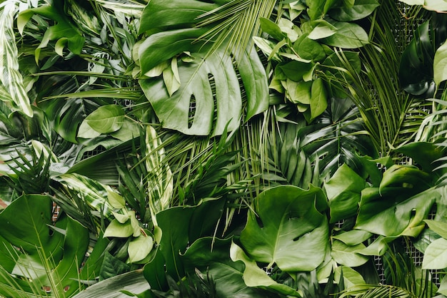 緑豊かで新鮮な大きな緑の熱帯の葉の継続的なシームレス背景