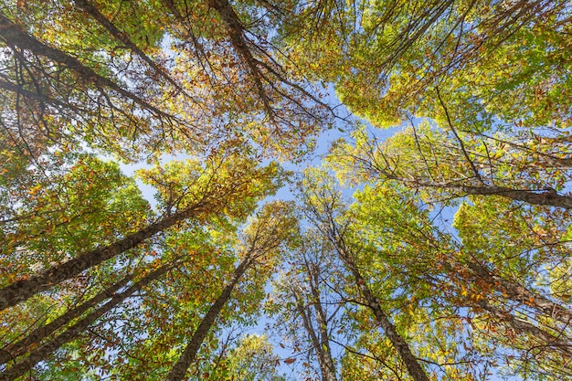 Contrapicado plane Autumn in the old chestnut forest of the town of Tiemblo in the province of Avila Autonomous Community of Castilla y Leon Spain