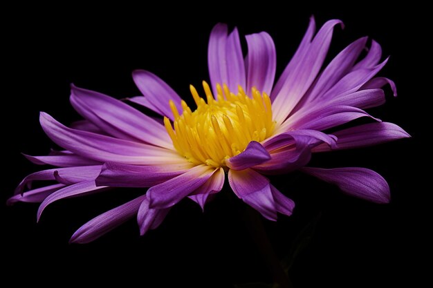 Contrast Blooms Purple and Yellow Flower on a Black Background