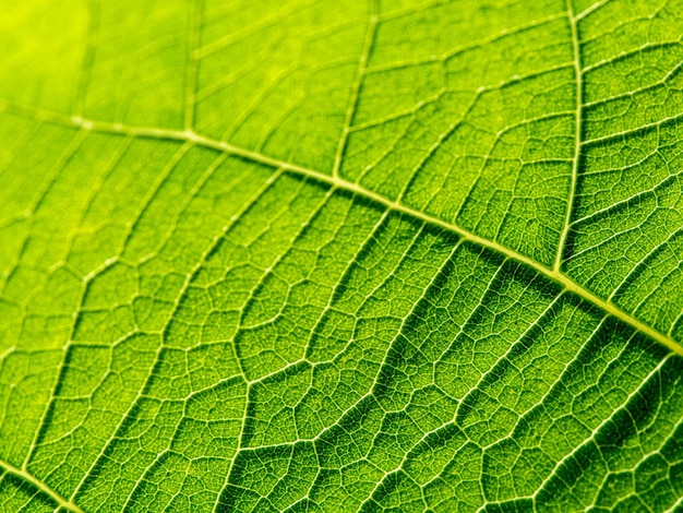 Contrast macrofoto van een groen blad met mooie nerven