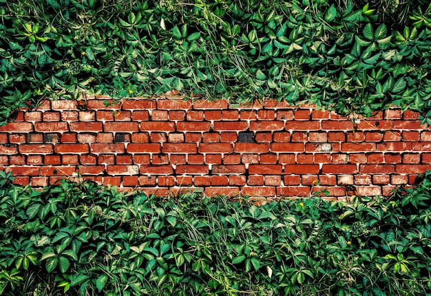 Contrastrijk beeld van oude rode bakstenen muur bedekt met groene bladeren van wilde druif. bakstenen muurtextuur met klimop. natuurlijke achtergrond.