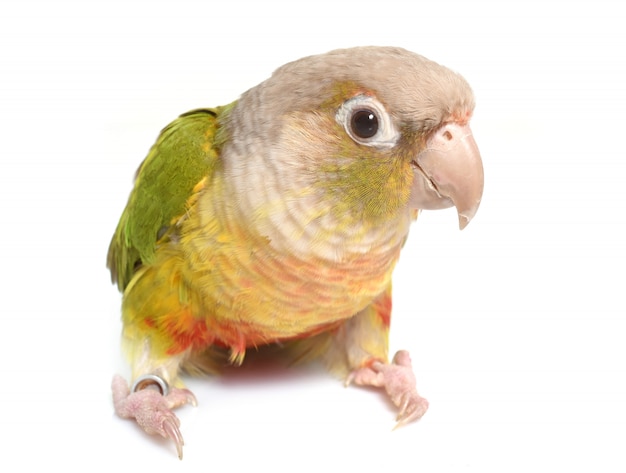 conure cinnamon isolated