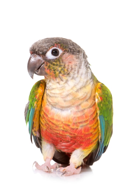 conure isolated