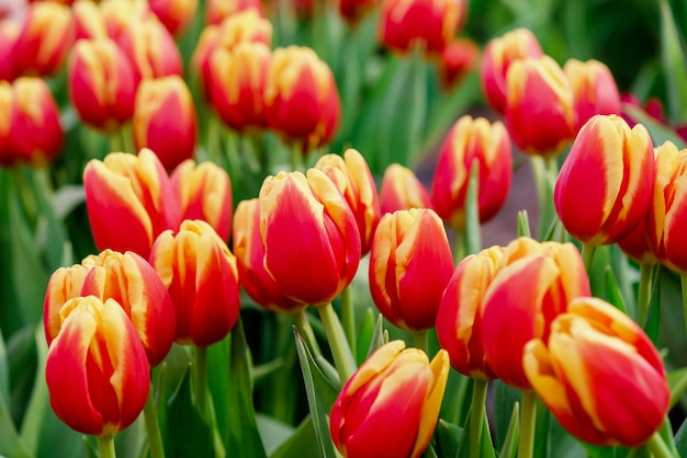 Convert colorful tulip