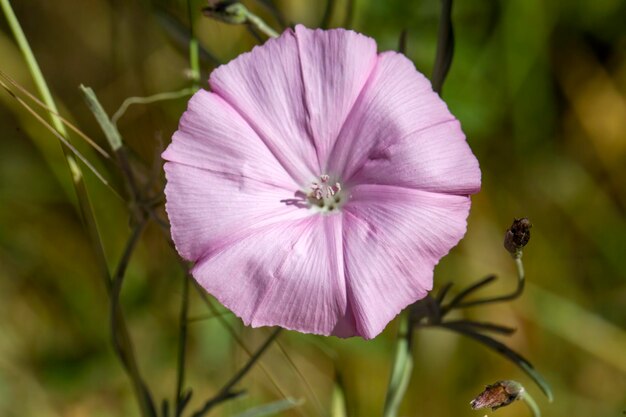 Convolvulus althaeoides - вид ипомеи, известный под общими названиями вьюнок мальвовый и вьюнок мальволистный Ipomoea sagittata saltmar.