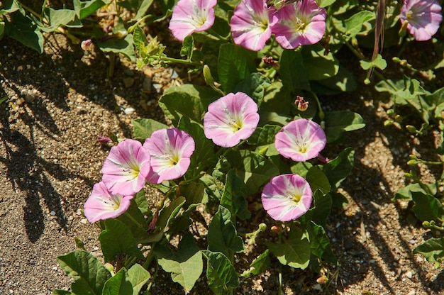 Convolvulus arvensis