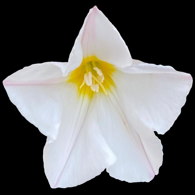 Convolvulus Cneorum flower black background