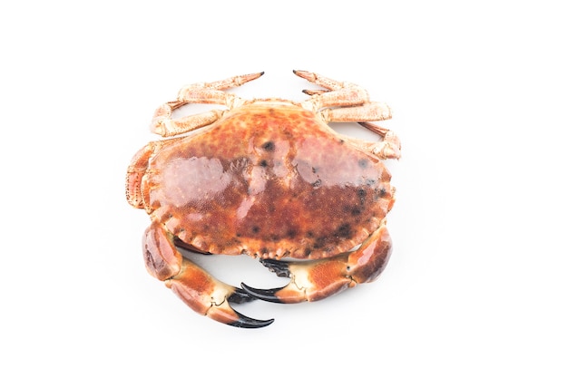 Photo cooked brown crab or edible crab isolated on the white background.