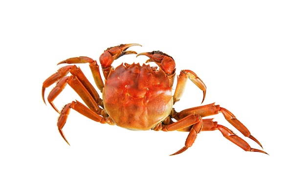 Cooked Chinese hairy crab isolated on white