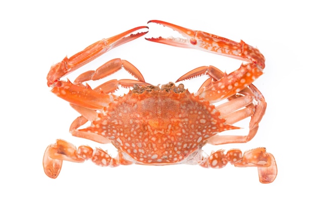 Photo cooked crab prepared isolated on white background
