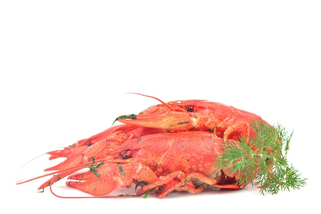 Cooked crawfish on a white background