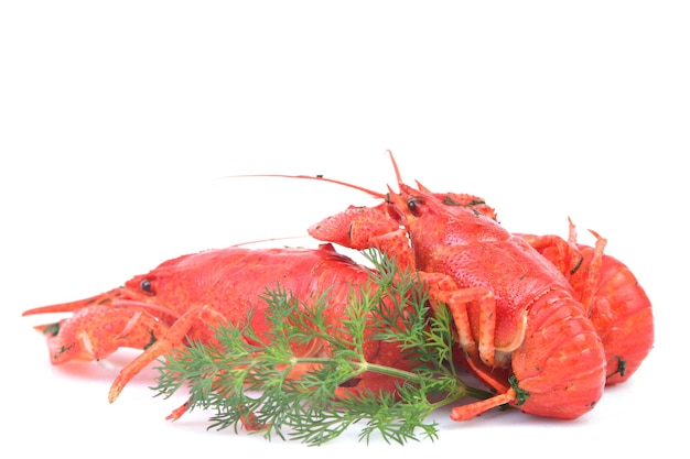 Cooked crawfish on a white background