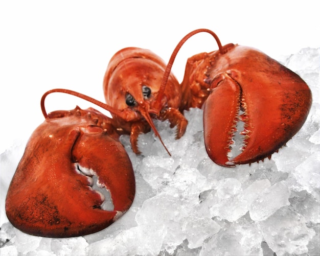 Photo cooked lobster on crushed ice