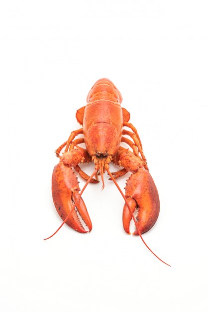 cooked lobster isolated