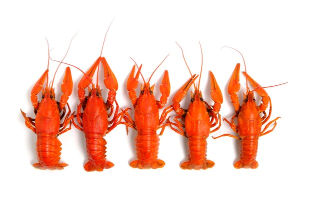 Cooked red crayfish white background