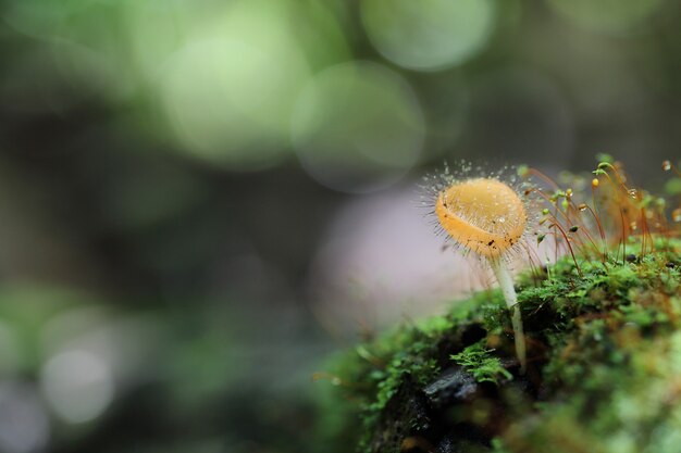 Cookeina sulcipes Fungi cup van dichtbij