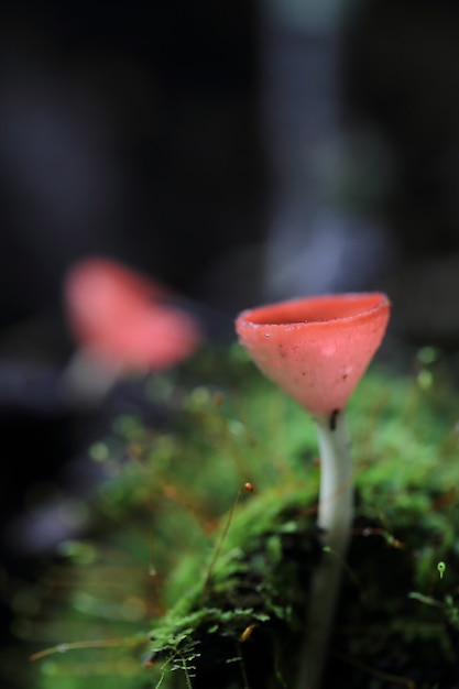 Cookeina sulcipes Fungi cup van dichtbij