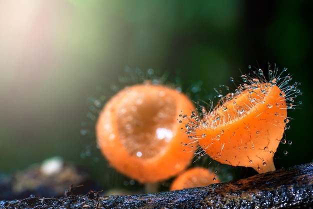 Cookeina tricholoma 또는 Phylum Ascomycota는 열대우림의 죽은 나무에 물방울을 가지고 있습니다.