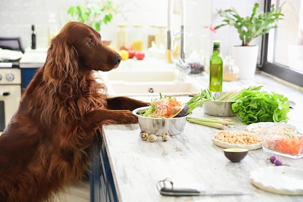 Приготовление вегетарианской еды для домашних животных в интерьере