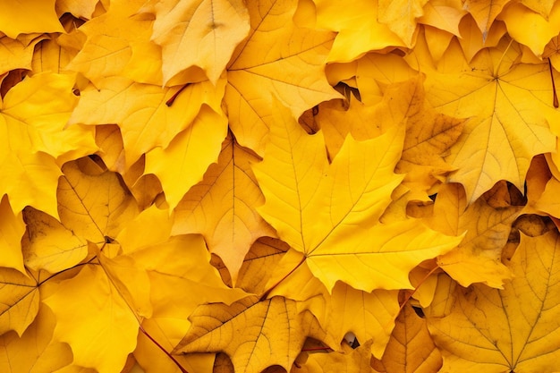 Cool background of yellow fallen autumn leaves