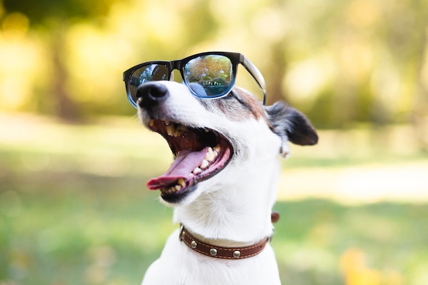 Photo cool dog wearing sunglasses in park