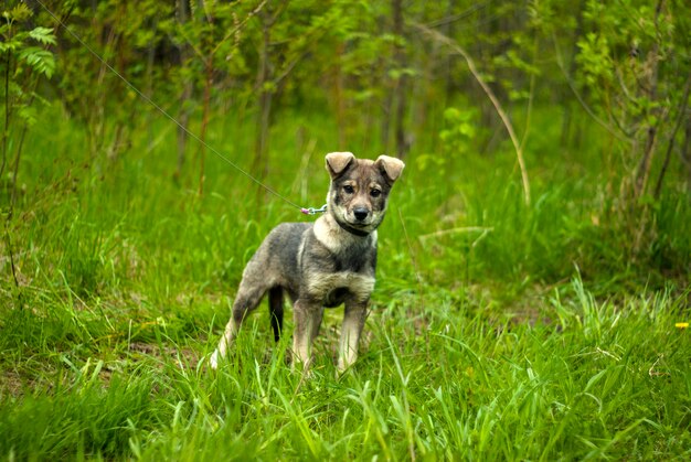 Cool gray puppy mongrel with hanging ears with interesting looks on a natural green background