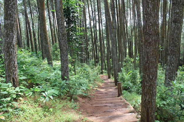 Foto fresco verde natura pino