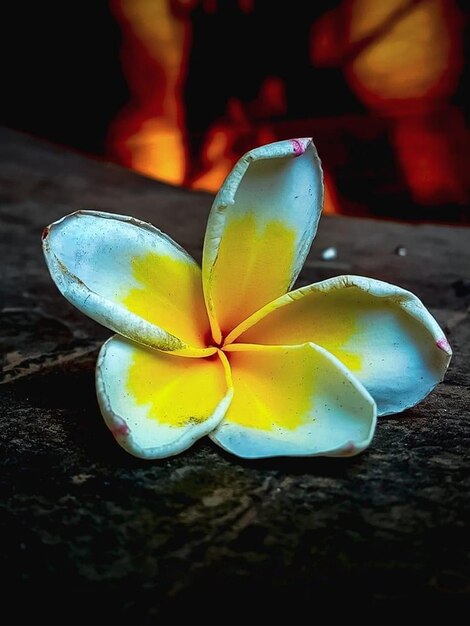 Cool mooie gele zomer Plumeria