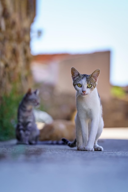 Cool stray cat looking at camera in an old village of stone houses