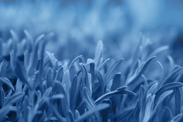 쿨 톤 추상적 인 배경 벽지 크리 에이 티브 레이아웃은 짙은 파란색 잎 자연 개념을 만들었습니다.
