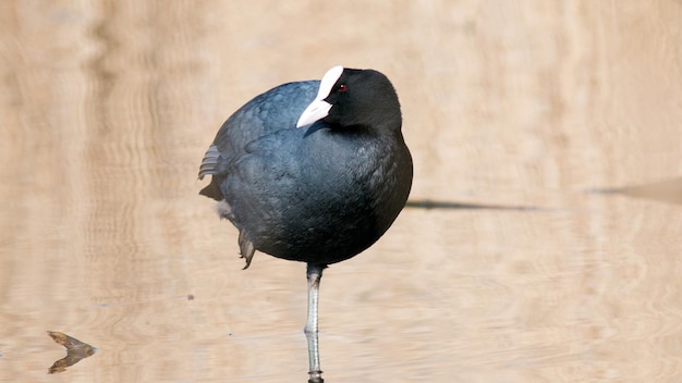 Photo coot bird stands on one leg on a lake in spring