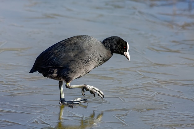 Coot (Fulcia atra) 얼음 위를 천천히 걷는다