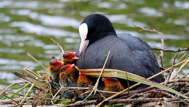 Coot on its nest feeding and protecting its chicks