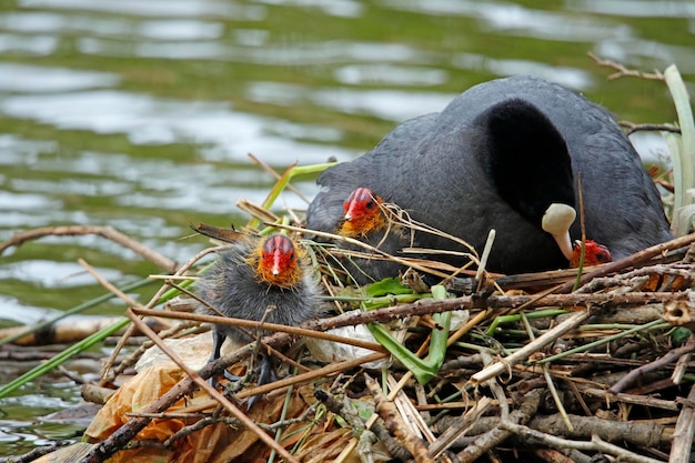 Coot on its nest feeding and protecting its chicks